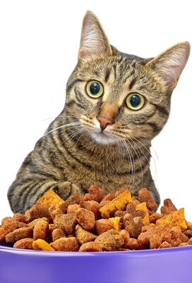 Храна за мачиња