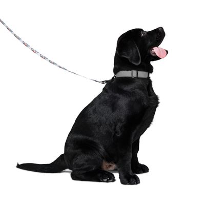 LYM Pet leash