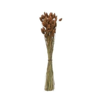 Dried Canary Grass Bunch