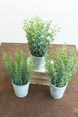 Herb Plant In Concrete Pot