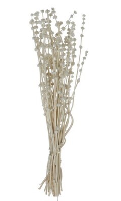 Dried Lion's Tail, White