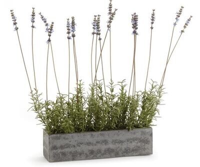 French Lavender In Trough, 19"