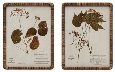 Vintage Botanical Print, Rattan Frame