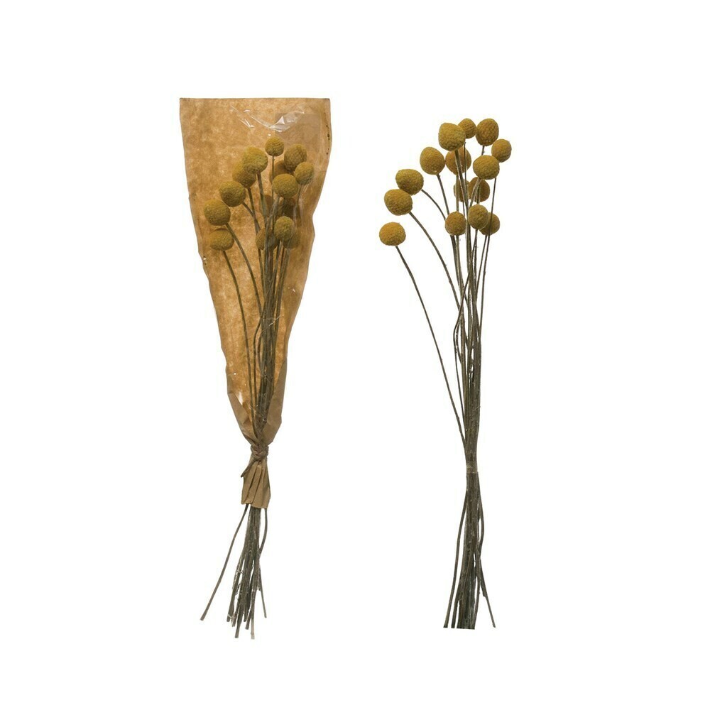 Dried Natural Craspedia Bunch, Yellow