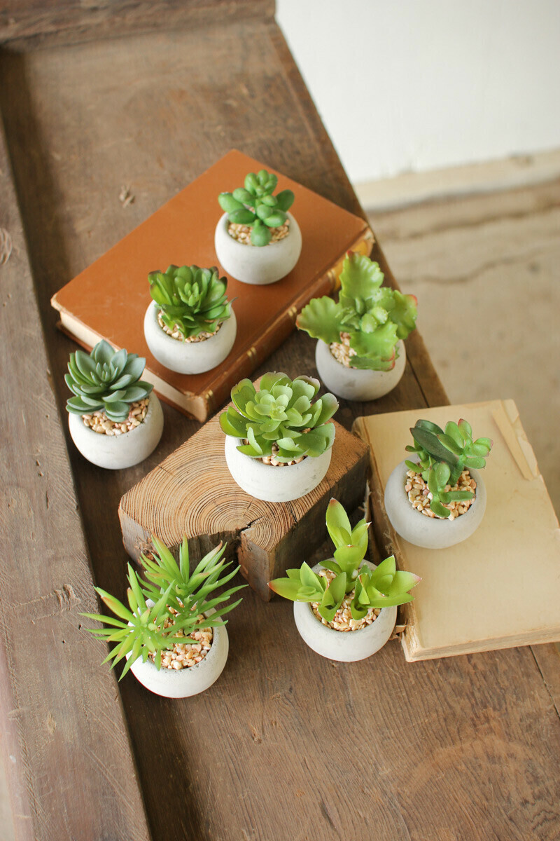 Mini Succulent In Round Concrete Pot