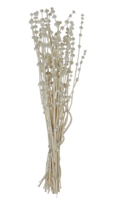 Dried Lion&#39;s Tail, White