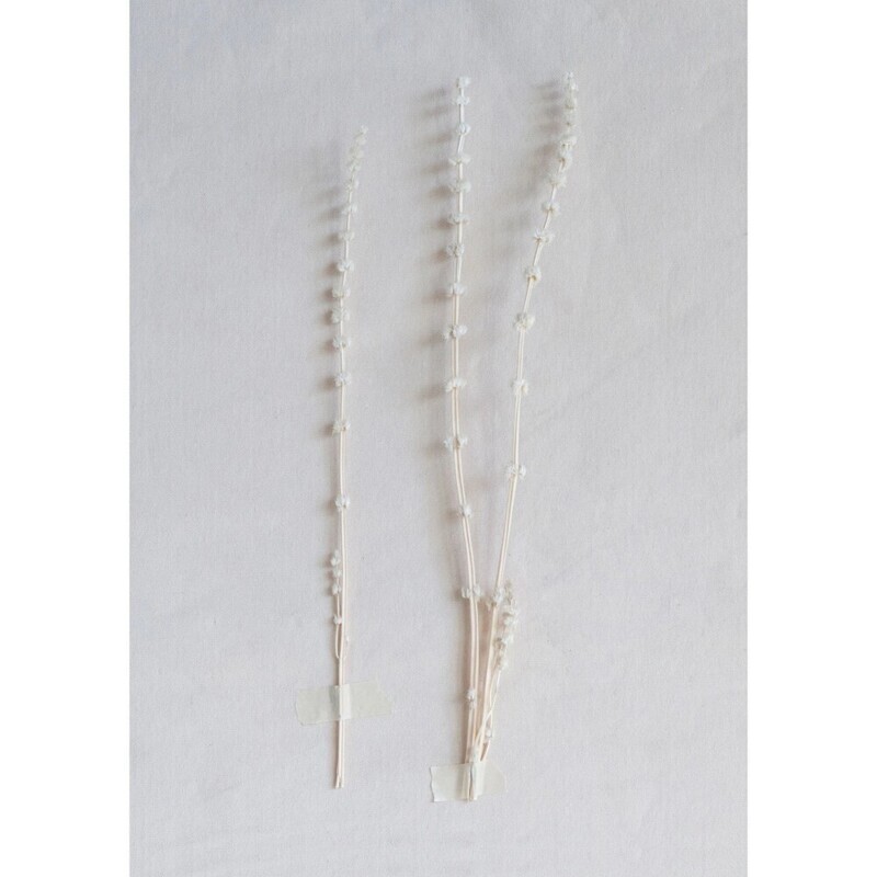 Dried Lion's Tail, White