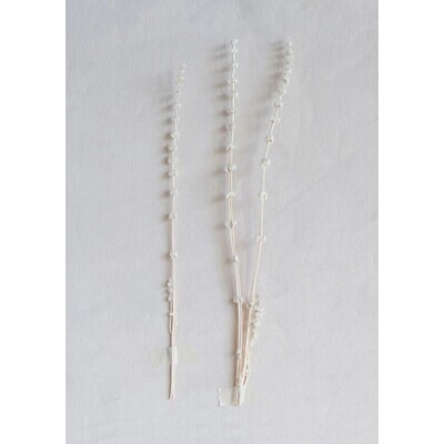 Dried Lion's Tail, White