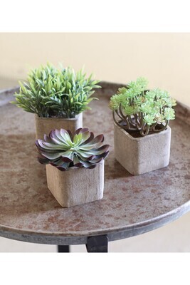 Small Succulent In Square Pot