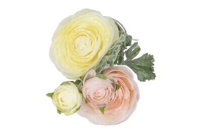 Ranunculus Stem, 22"