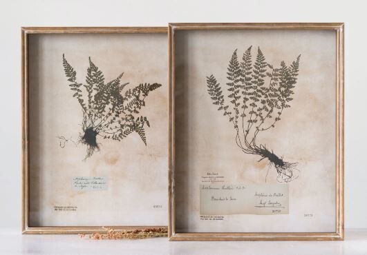 Vintage Fern Print