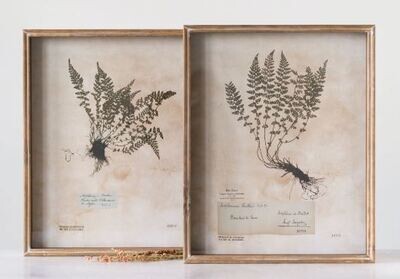 Vintage Fern Print