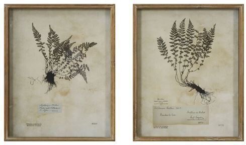 Vintage Fern Print