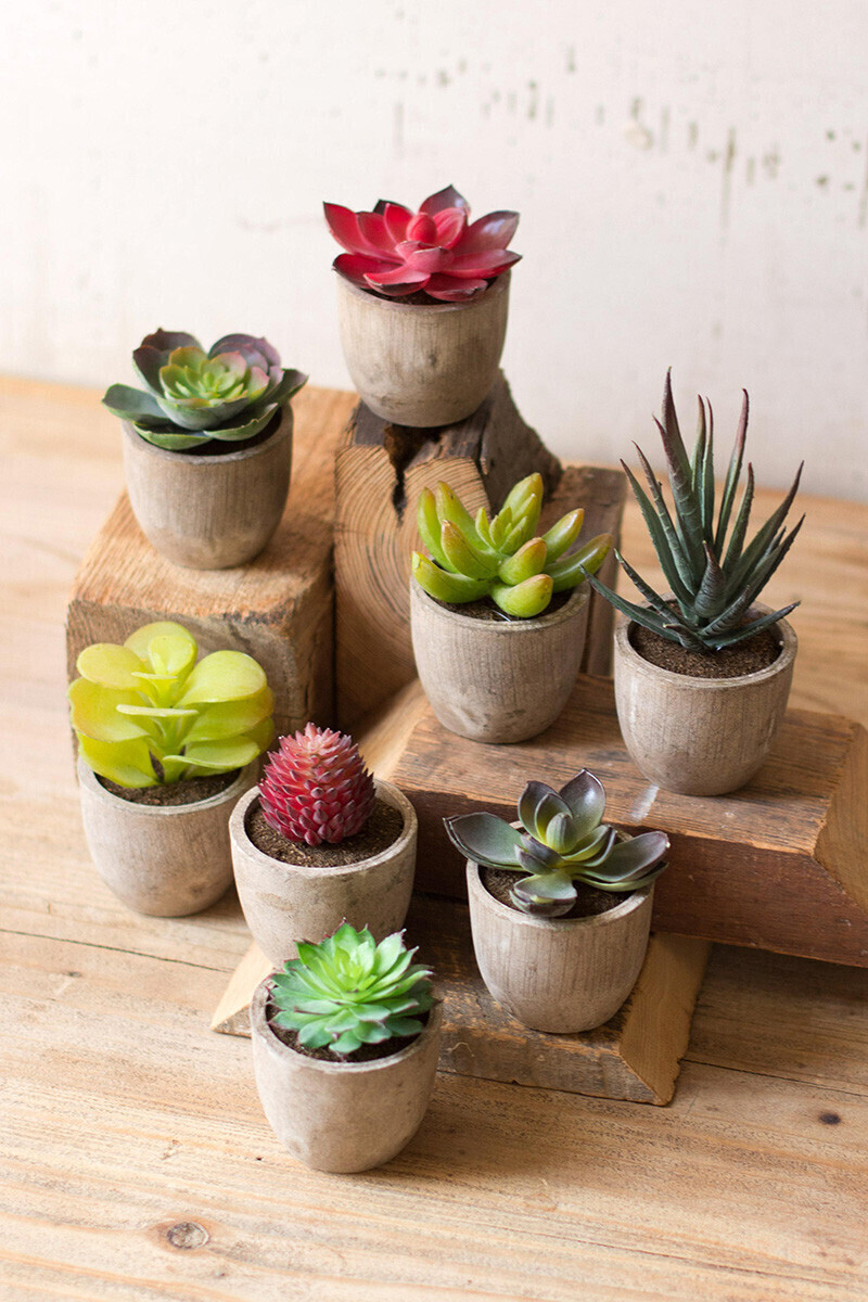 Mini Succulent In Tall Round Pot