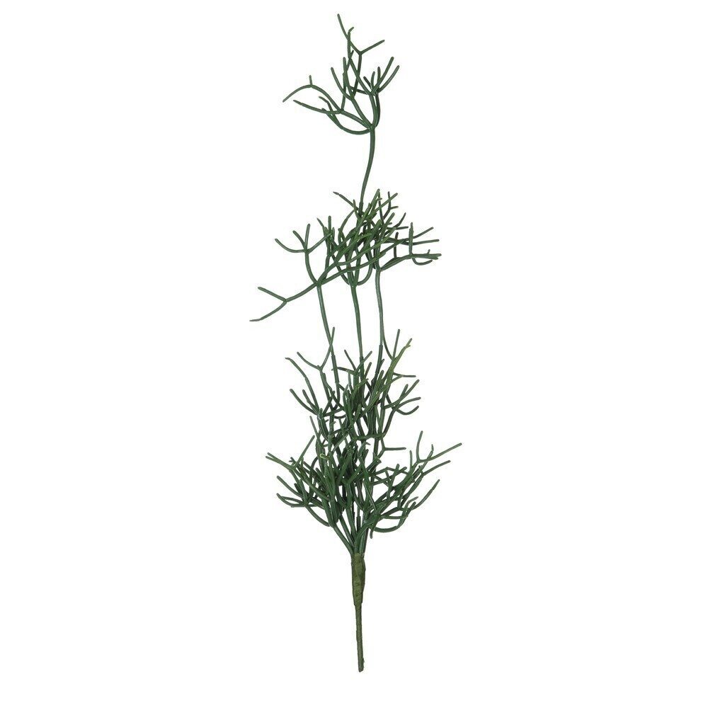 Trailing Succulent Stem