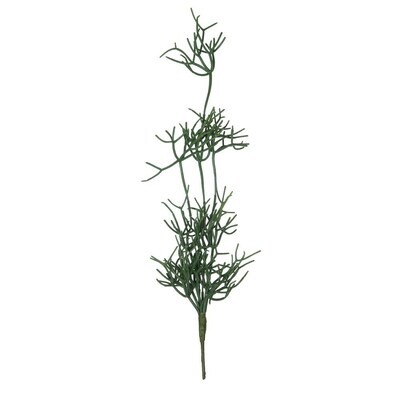 Trailing Succulent Stem