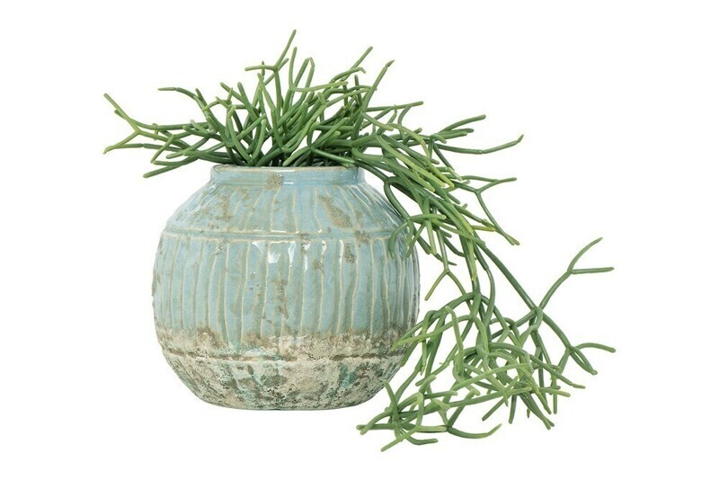Trailing Succulent Stem