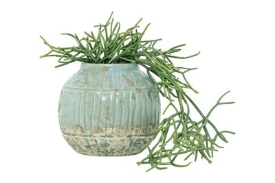 Trailing Succulent Stem