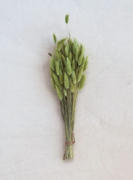 Dried Bunny Tail Grass, Green