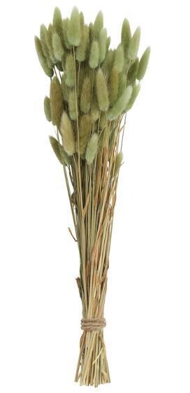 Dried Bunny Tail Grass, Green