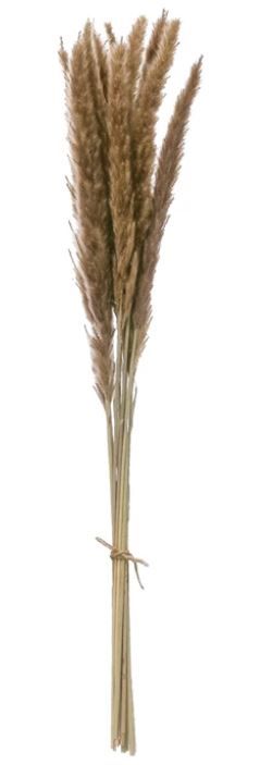 Dried Natural Fountain Grass