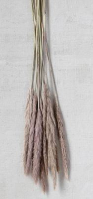 Dried Natural Fountain Grass