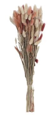 Dried Bunny Tail Grass, Pink
