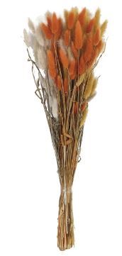 Dried Bunny Tail Grass, Orange