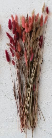 Dried Bunny Tail Grass, Pink
