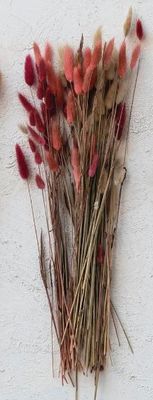 Dried Bunny Tail Grass, Pink