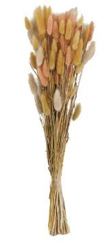 Dried Bunny Tail Grass, Salmon