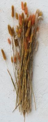 Dried Bunny Tail Grass, Salmon