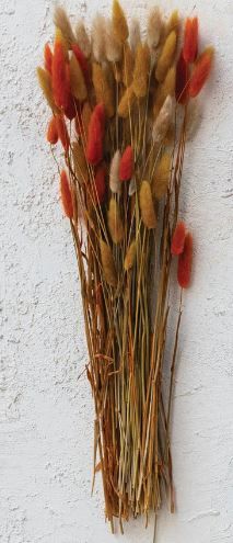 Dried Bunny Tail Grass, Orange