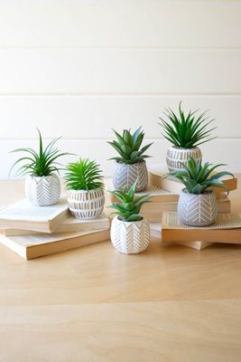 Succulent In Concrete Planter