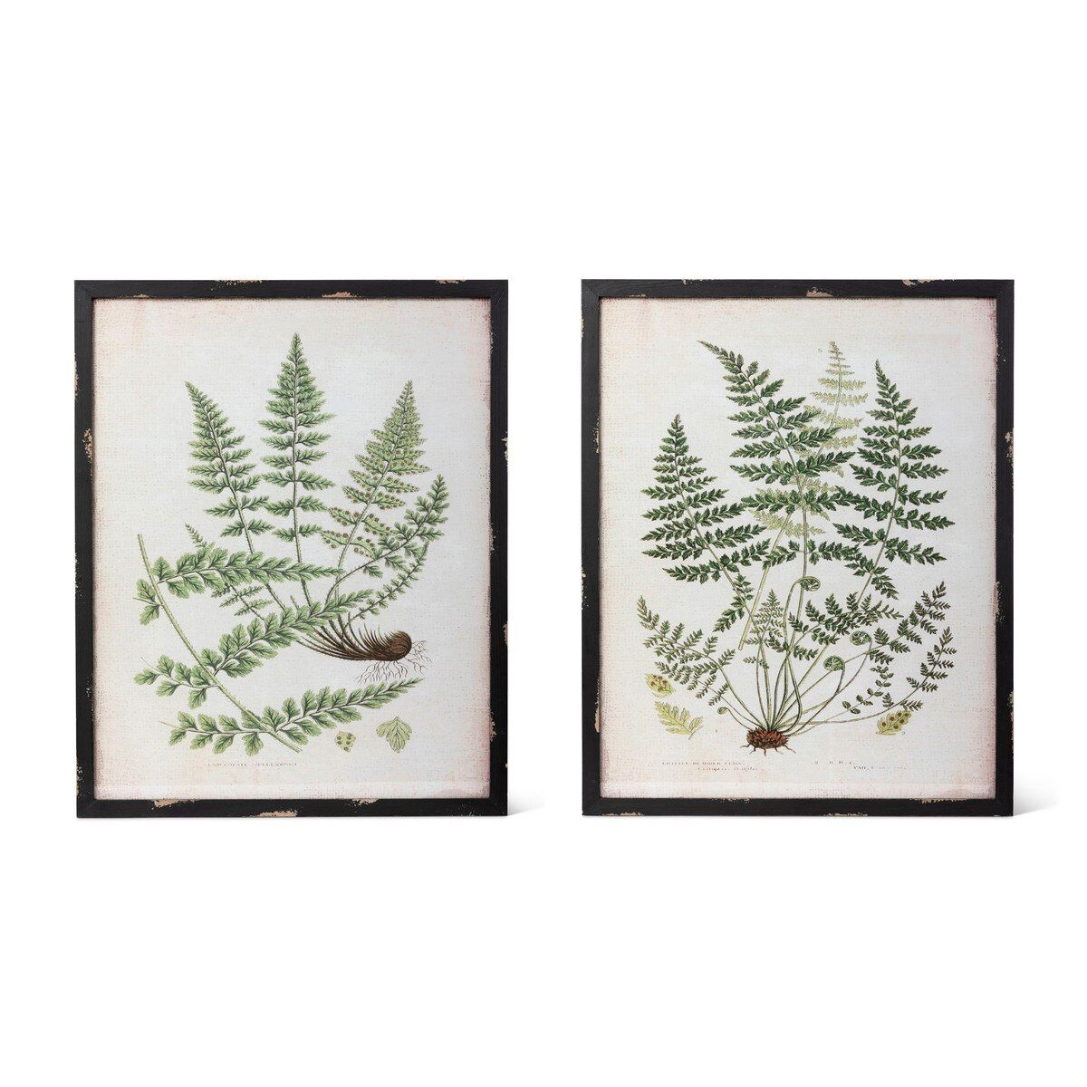 Large Botanical Study Fern Print