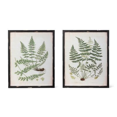 Large Botanical Study Fern Print