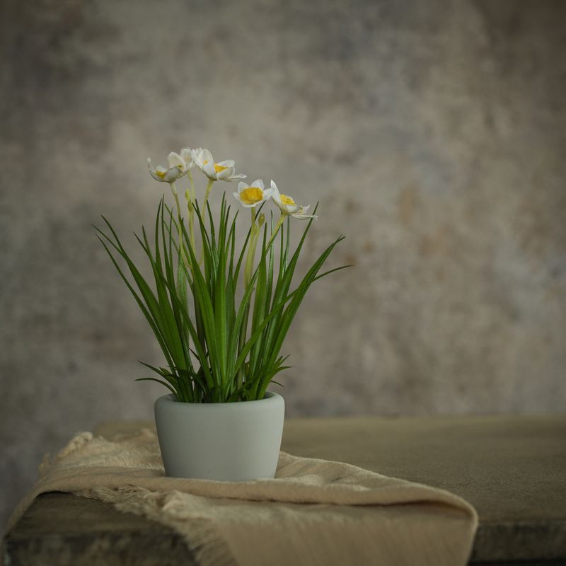 Mini Yellow Daffodil In Concrete Pot