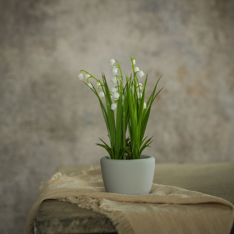 Mini Lily Of The Valley In Concrete Pot