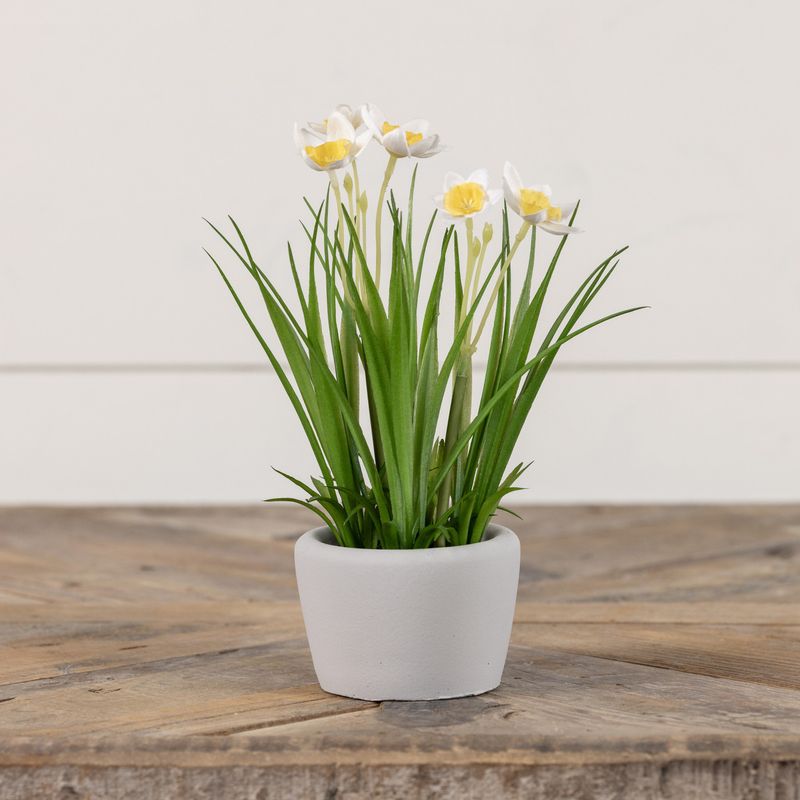 Mini Yellow Daffodil In Concrete Pot