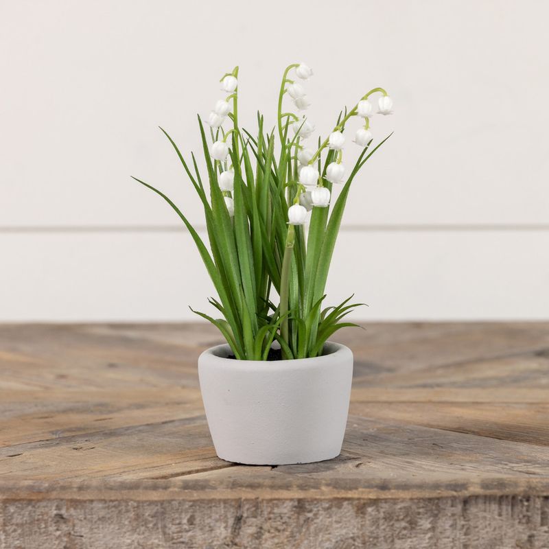 Mini Lily Of The Valley In Concrete Pot