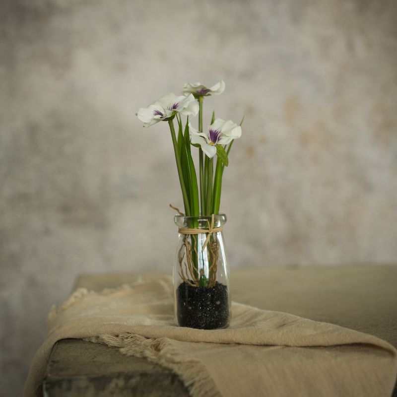 Mini Potted White Pansy In Bottle