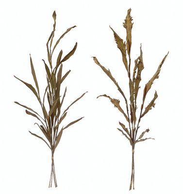 Tall Leaf Stem, Sage