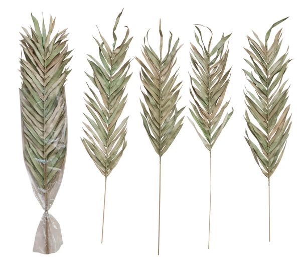 Dried Fountain Palm Bunch, Natural/Green