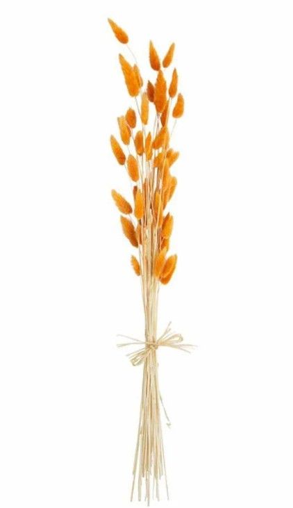 Rust Bunny Grass
