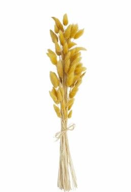 Mustard Bunny Grass