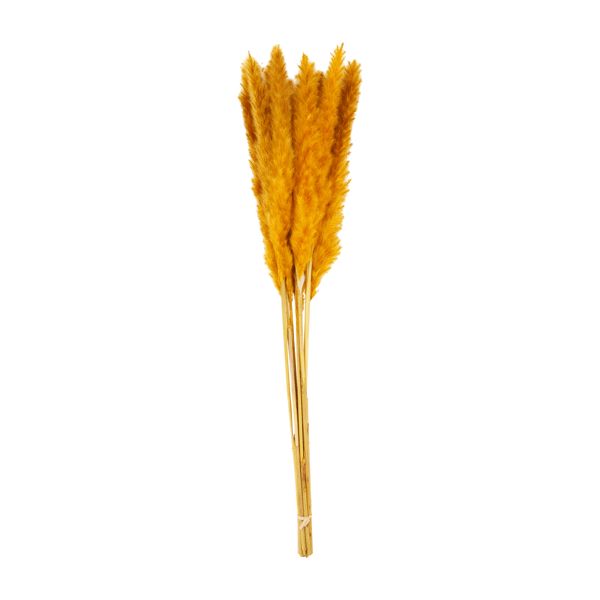 Gold Pampas Grass