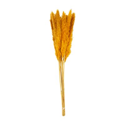 Gold Pampas Grass