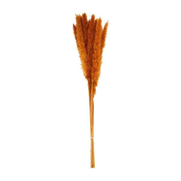 Rust Pampas Grass