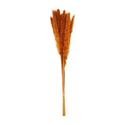 Rust Pampas Grass