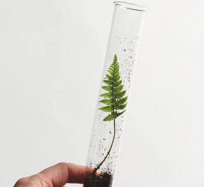 Pencil Terrarium, Greenhouse Mix